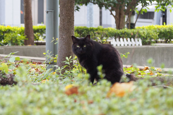 モフネ　公園