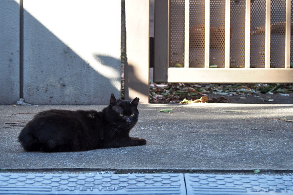 クーロンとフェンスの向こうに茶色猫ズ