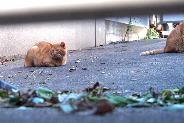 コンタと仔猫１