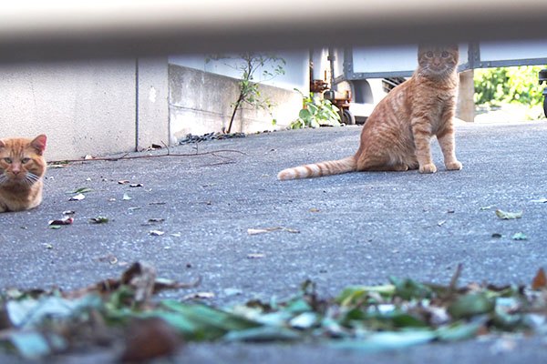 コンタと仔猫１の２