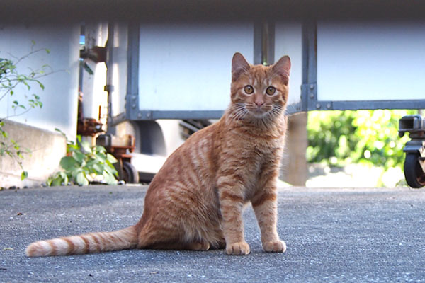 仔猫その１　大きくなっとる