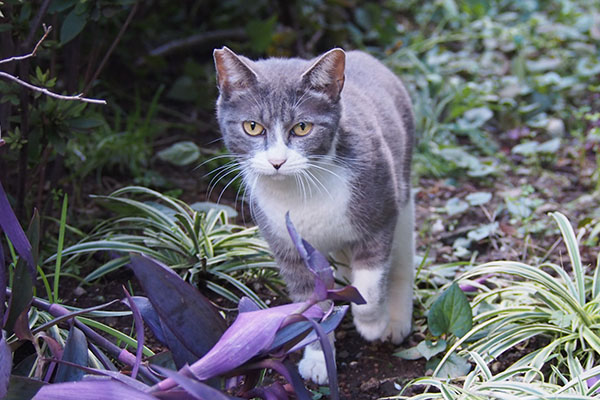 レックス　美猫さん