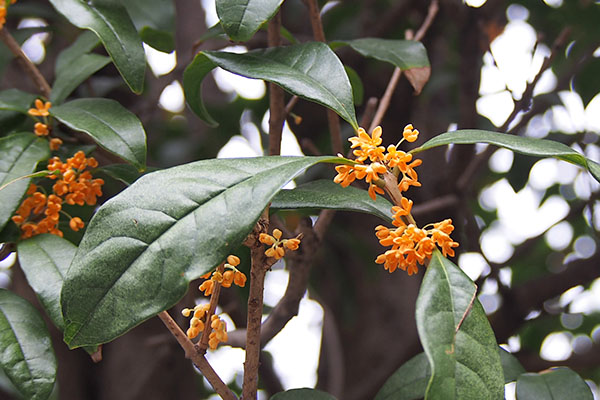 flower orange kinmokusei