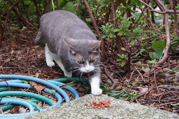 レックス　さっさと食べちゃうにゃ