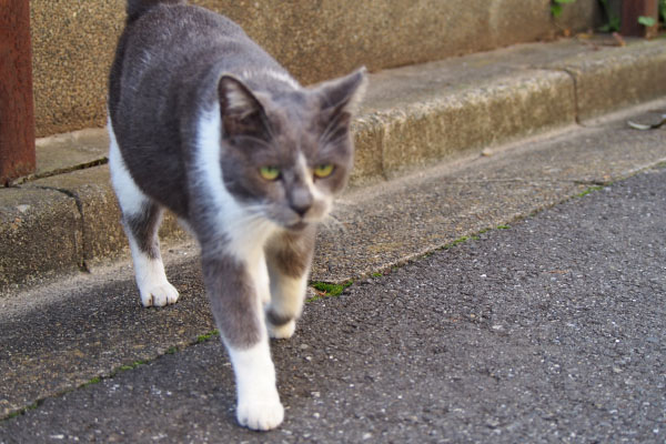 ちびにゃん　出て来た