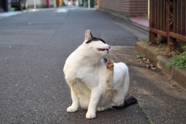 カキカキ　坊