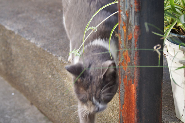 ちびにゃん　急かす