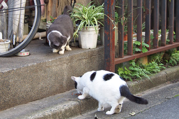 坊とちび　２段で食べる