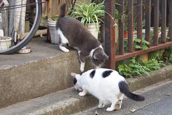 横取りちびにゃん