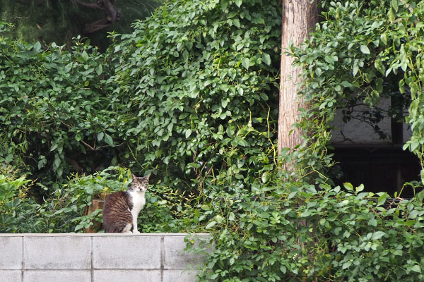 生い茂る緑とリン　遠