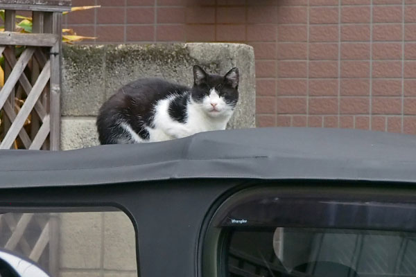 スズ　車の屋根