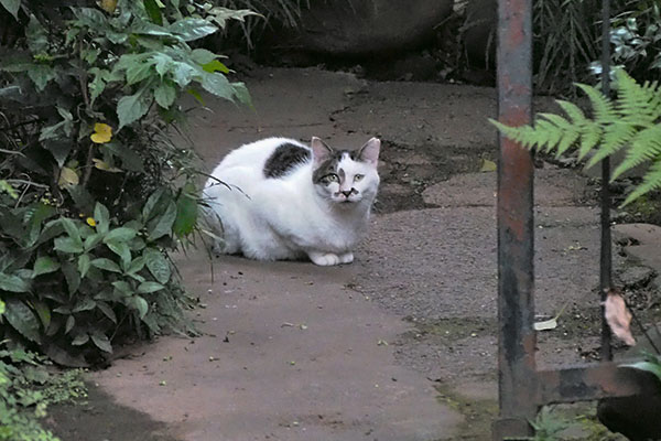 マシュマロ　行きつけ宅