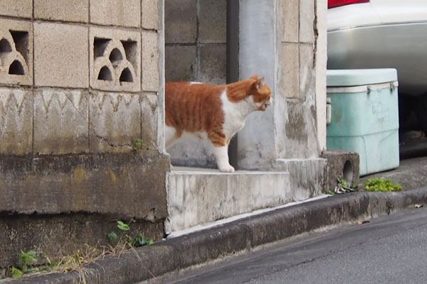 前を見て鳴く　ムートン