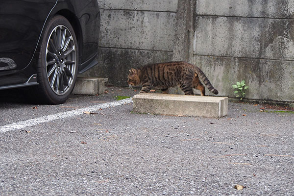 ロキ　駐車場を歩く