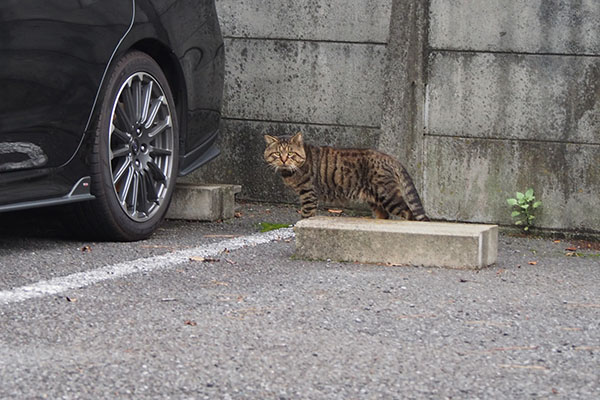 ロキ　こちらに気付く