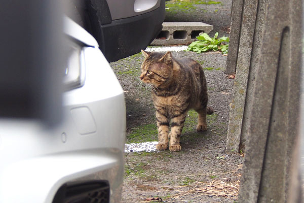 ロキ　戻って来る