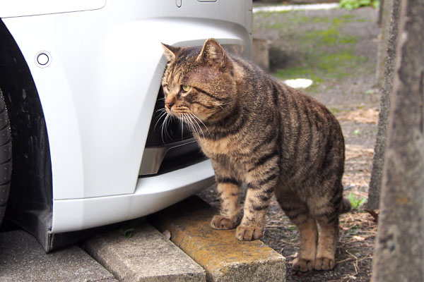 車止めの上に　ロキ