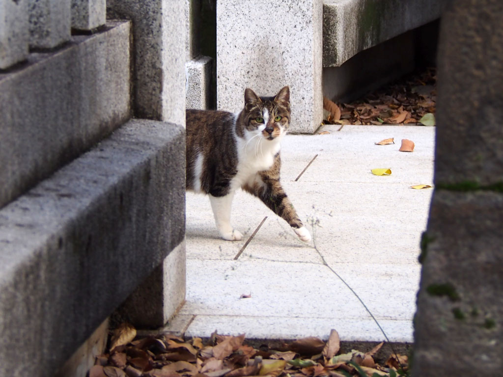 雫　え？知ってたにょ？