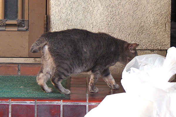 シピ　去って行く