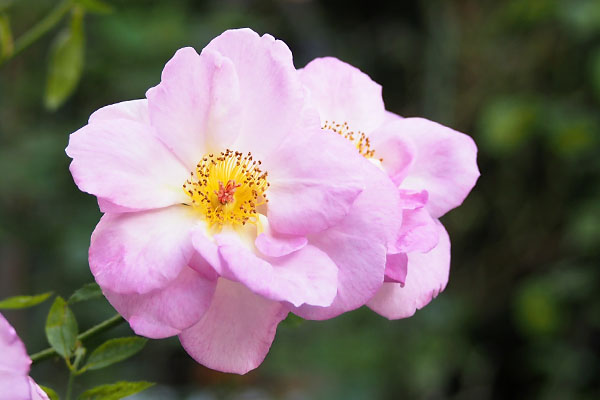 flower rose barellina pink