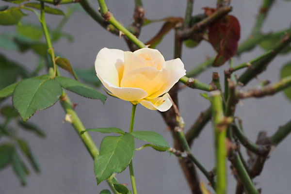 flower rose yellow