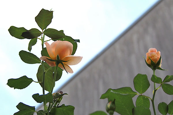 rose pink flower