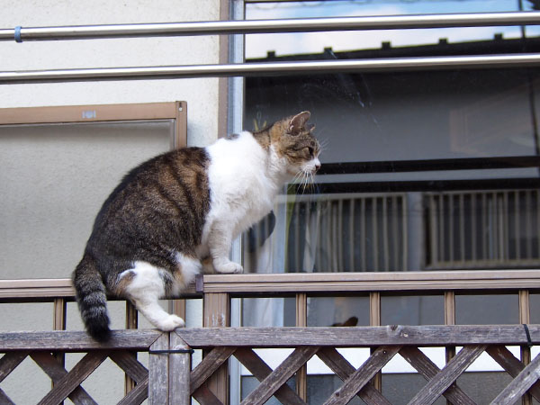 momo on the fence 