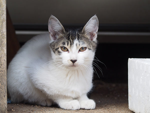 tabby white kitten