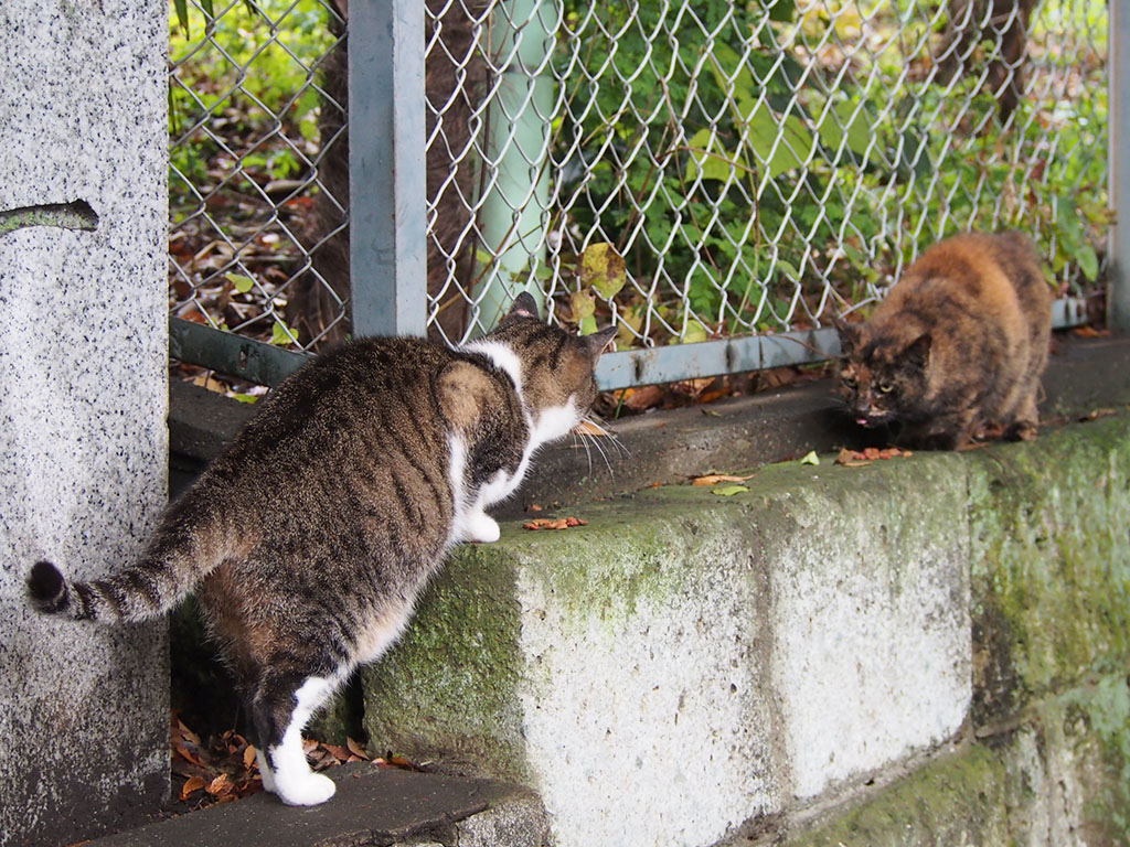 雫とクロテ　向かい合って