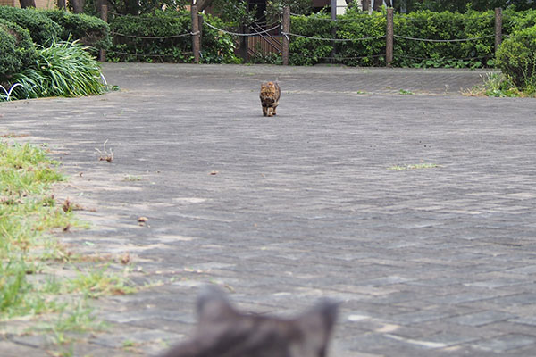 遠くにクラタン