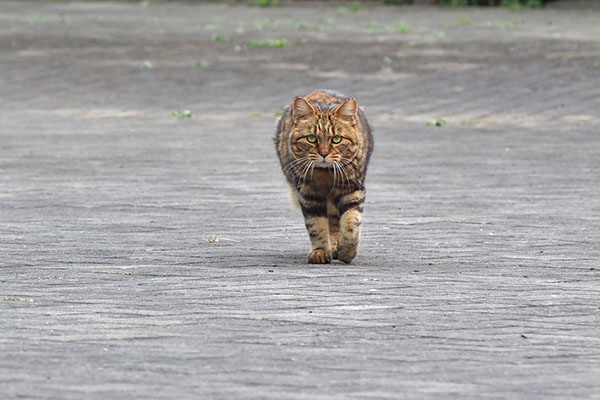 クラタン　まっすぐに