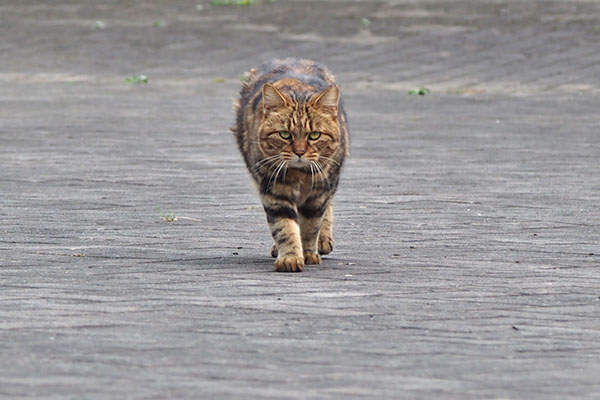 クラタン　ずんずん