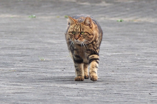 クラタン　ひょいっと横見る