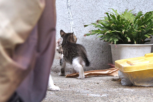 アイスが左から来た