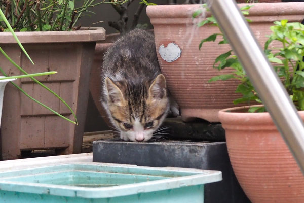 コルビ　お水飲んでる