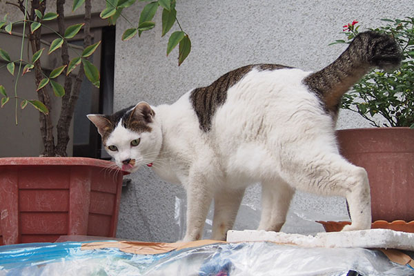 コチュ　下が気になる