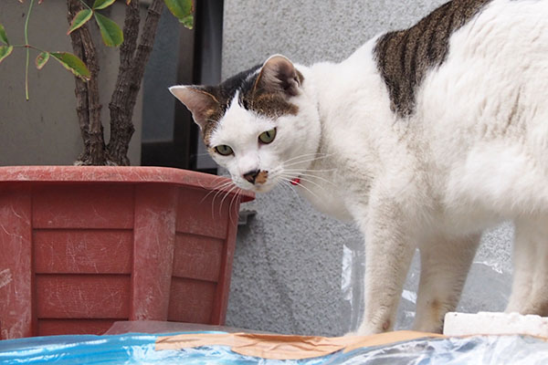 kochu staring at kitten