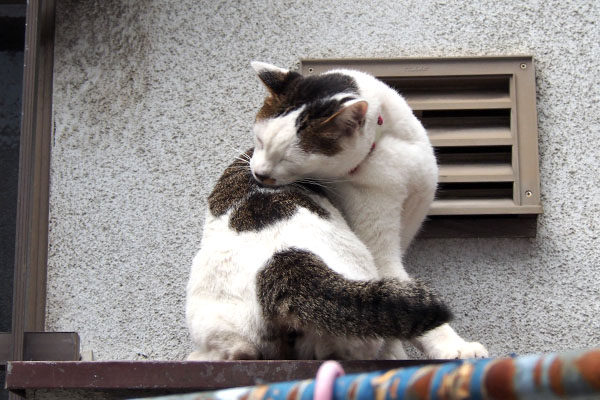 コチュ　毛繕いで気を紛らわす