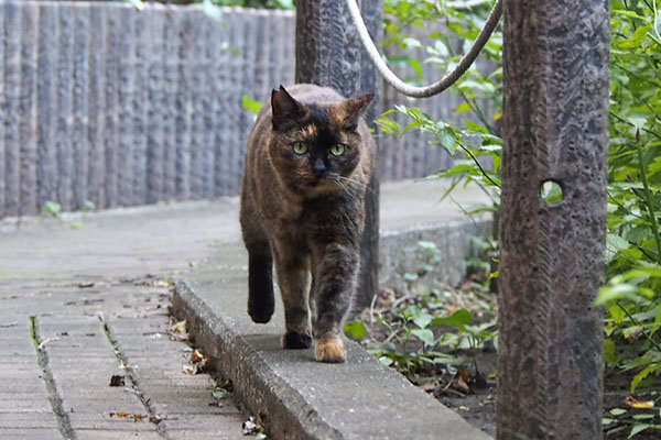 ラコ　周りを警戒