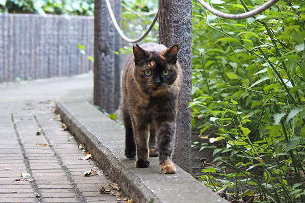 ラコ　停止