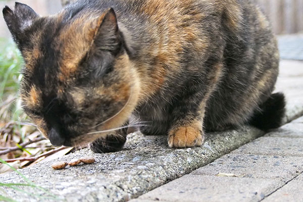 ラコ　食べる