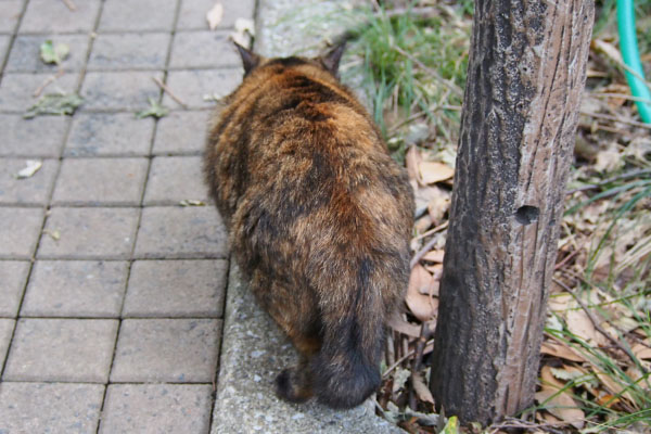 ラコ　イカ耳しながら　背中