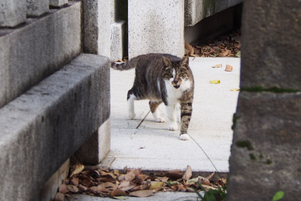 雫　何してるにゃー