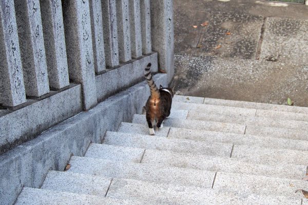 雫　階段を下りるおちり