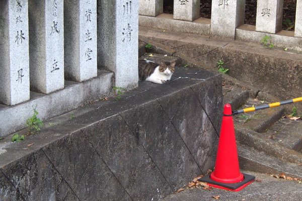 レオ太　ちんまり