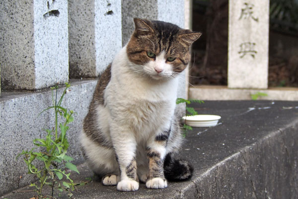 レオ太　お座りの全体