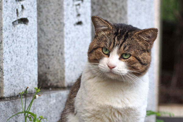 小首傾げる　レオ太