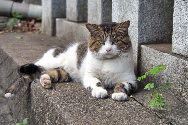 レオ太　優雅に猫ボラさんを待つ