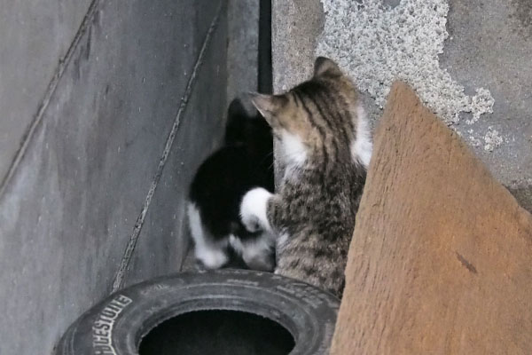 逃げるチョモとコルビ