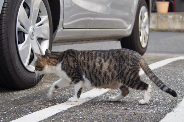 さくら　移動中